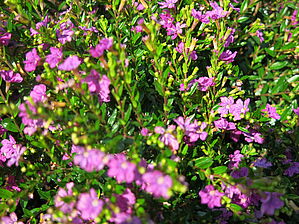 Impossible d'afficher l'image