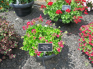 Impossible d'afficher l'image