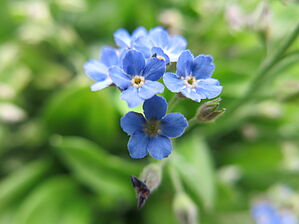 Impossible d'afficher l'image