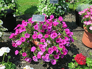 Petunia Success 'Purple' Impossible d'afficher l'image