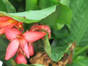 Impossible d'afficher l'image