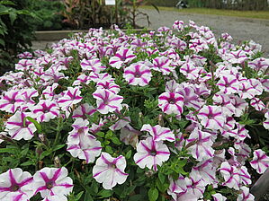 Impossible d'afficher l'image