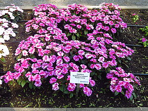 Impossible d'afficher l'image