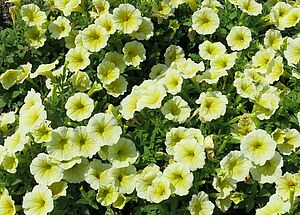 Impossible d'afficher l'image