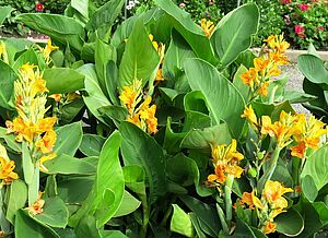 Impossible d'afficher l'image