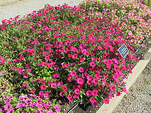 Petunia 'Vista Fuchsia' Impossible d'afficher l'image