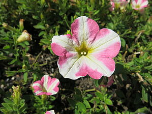 Impossible d'afficher l'image