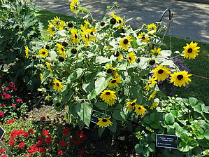 Impossible d'afficher l'image