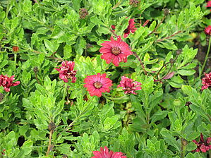 Impossible d'afficher l'image