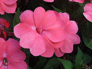 Impossible d'afficher l'image