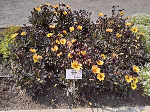 Impossible d'afficher l'image