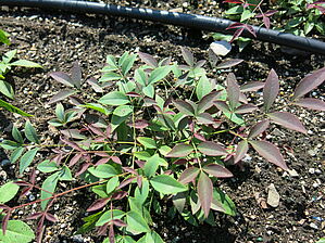 Impossible d'afficher l'image