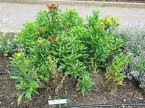 Impossible d'afficher l'image