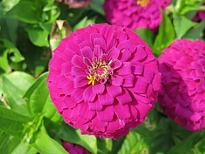 Zinnia 'Zesty Purple' Impossible d'afficher l'image