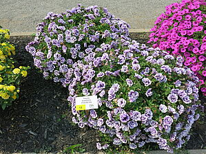 Petunia Supertunia 'Priscilla Imp' Impossible d'afficher l'image