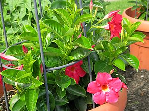 Impossible d'afficher l'image