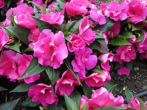 Impossible d'afficher l'image