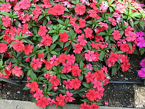 Impossible d'afficher l'image