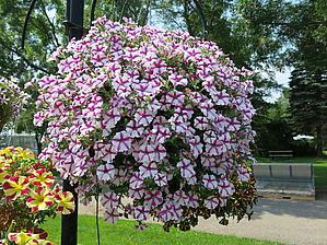 Petunia Supertunia 'Lovie Dovie' (Panier) Impossible d'afficher l'image