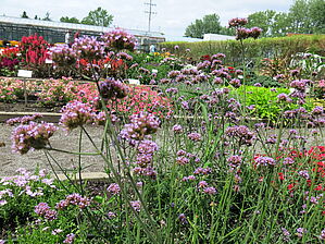Verbena 'Cloud' Impossible d'afficher l'image