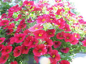 Impossible d'afficher l'image