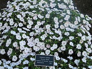 Impossible d'afficher l'image