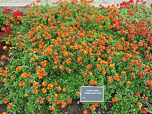Portulaca 'Colorblast Double Orange' Impossible d'afficher l'image