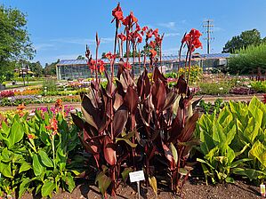 Impossible d'afficher l'image