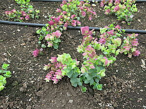 Impossible d'afficher l'image