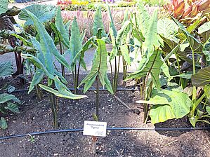 Alocasia 'Tigrina' Impossible d'afficher l'image