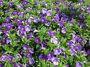 Petunia 'Supertunia Morning Glory Charm' Impossible d'afficher l'image