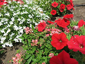 Impossible d'afficher l'image