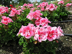 Impossible d'afficher l'image