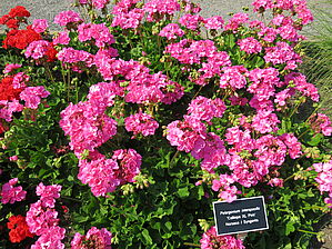 Impossible d'afficher l'image