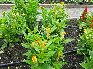 Impossible d'afficher l'image