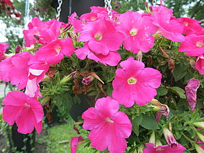 Petunia Sanguna 'Rose' Impossible d'afficher l'image