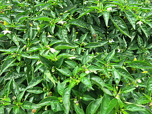 Impossible d'afficher l'image