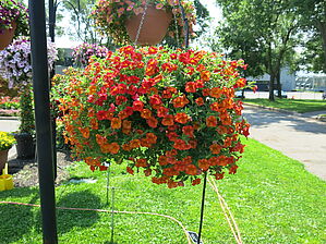 Impossible d'afficher l'image