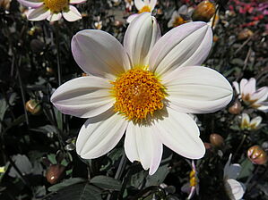 Impossible d'afficher l'image