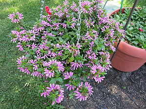 Scaevola 'Survida Fashion Pink' Impossible d'afficher l'image