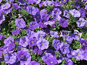 Petunia 'Sanguna Light Blue Imp.' Impossible d'afficher l'image
