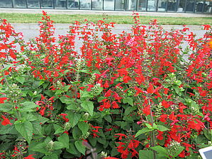 Salvia 'Summer Jewel Red' Impossible d'afficher l'image
