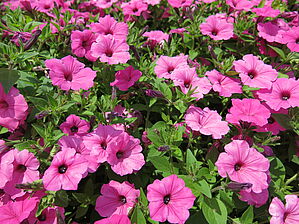 Impossible d'afficher l'image