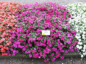 Impossible d'afficher l'image