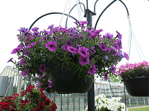 Petunia Sanguna Patio 'Deep Lavender Vein' Impossible d'afficher l'image
