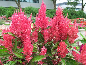 Impossible d'afficher l'image