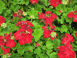 Impossible d'afficher l'image