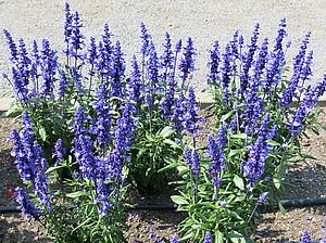 Salvia 'SallyFun Deep Ocean' Impossible d'afficher l'image