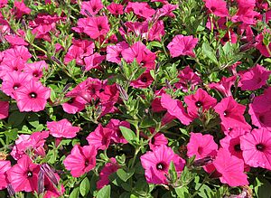 Petunia 'Supertunia Vista Fuchsia' Impossible d'afficher l'image