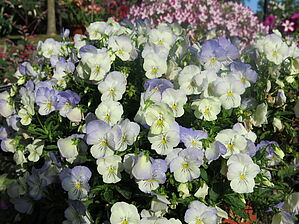 Viola 'Anytime Quartz' Impossible d'afficher l'image